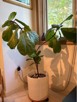 Fiddle Leaf Fig- large