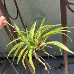 Spider Plant Cuttings