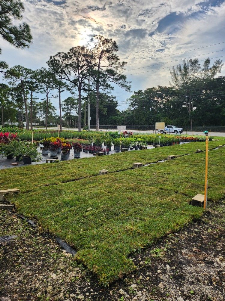 Cut Palmetto Sod