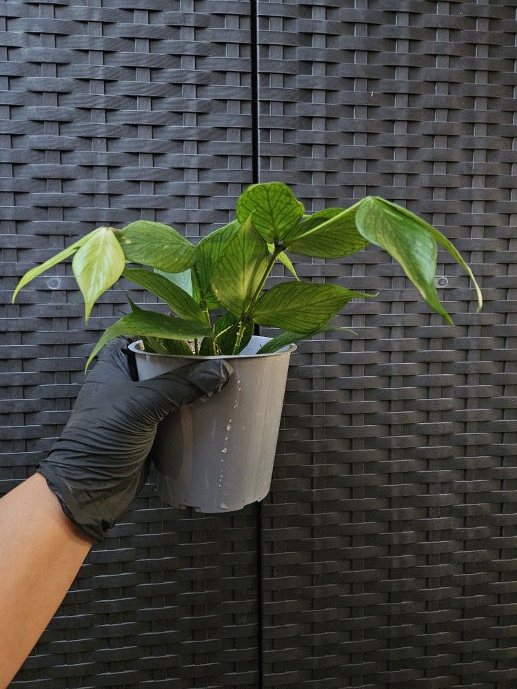 Fish Tail Hoya Plant