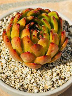 Korean Echeveria Succulent in Pot