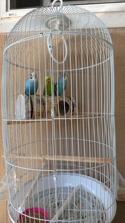 Bird cage