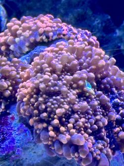 Fake Yuma Mushroom Corals