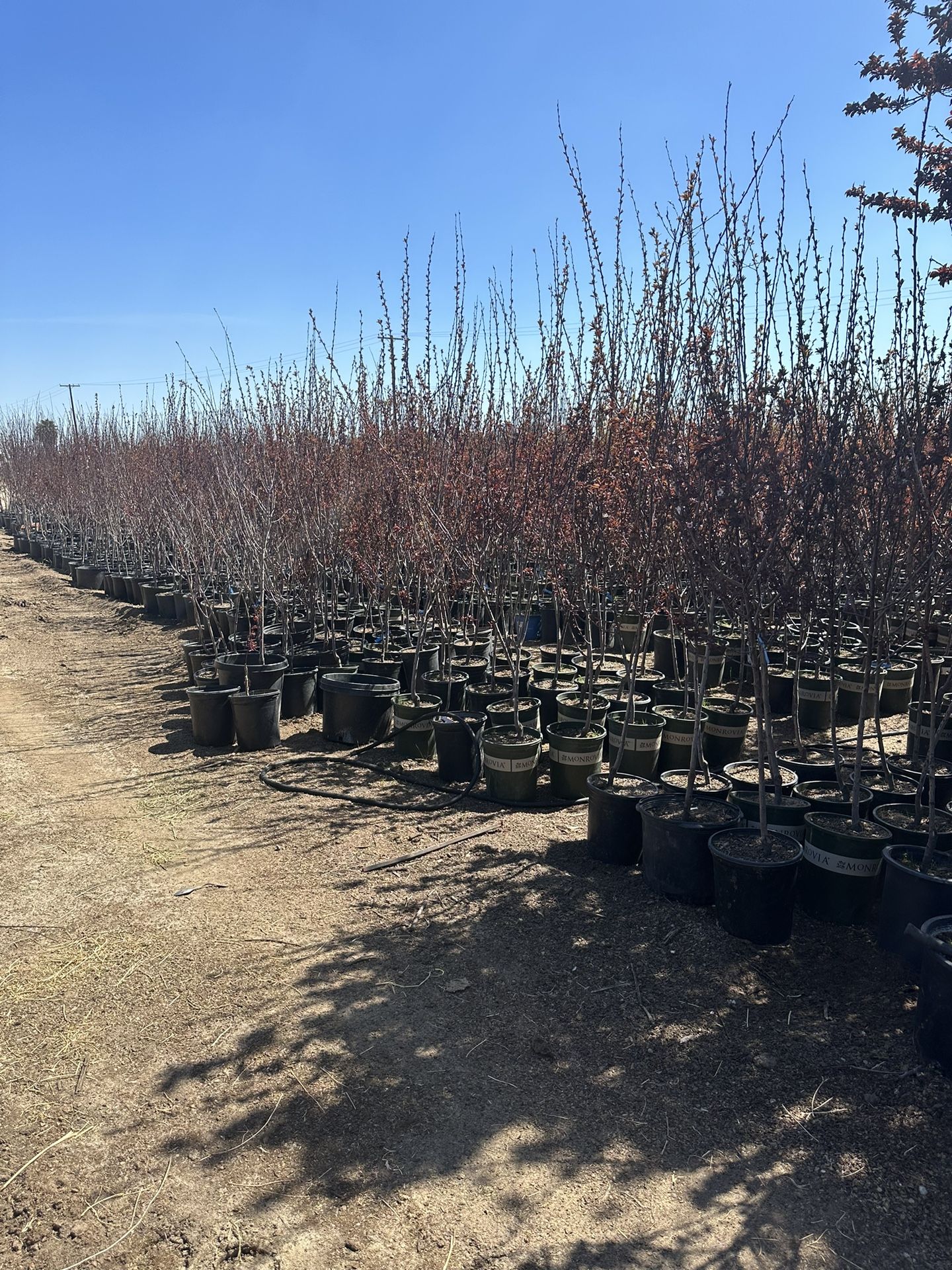 Trees