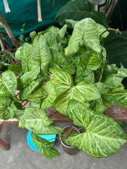 Plants Indoor