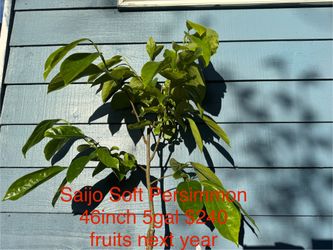 saijo soft persimmon tree