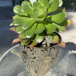 Large Beautiful Succulent
