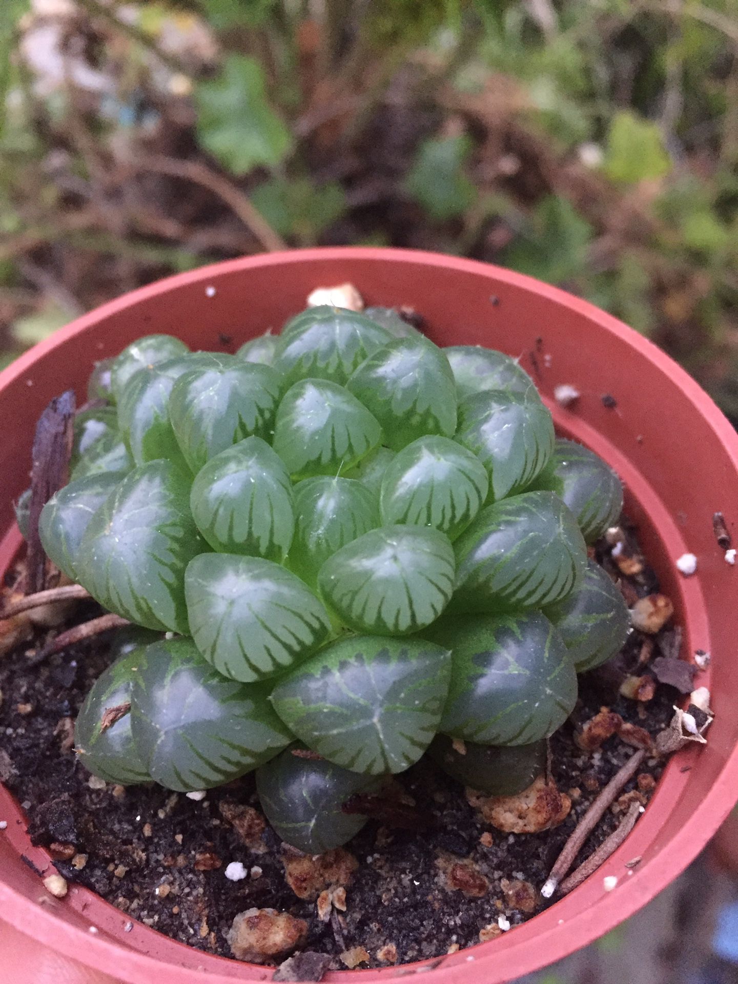 Rare succulent Haworthia 6” pot