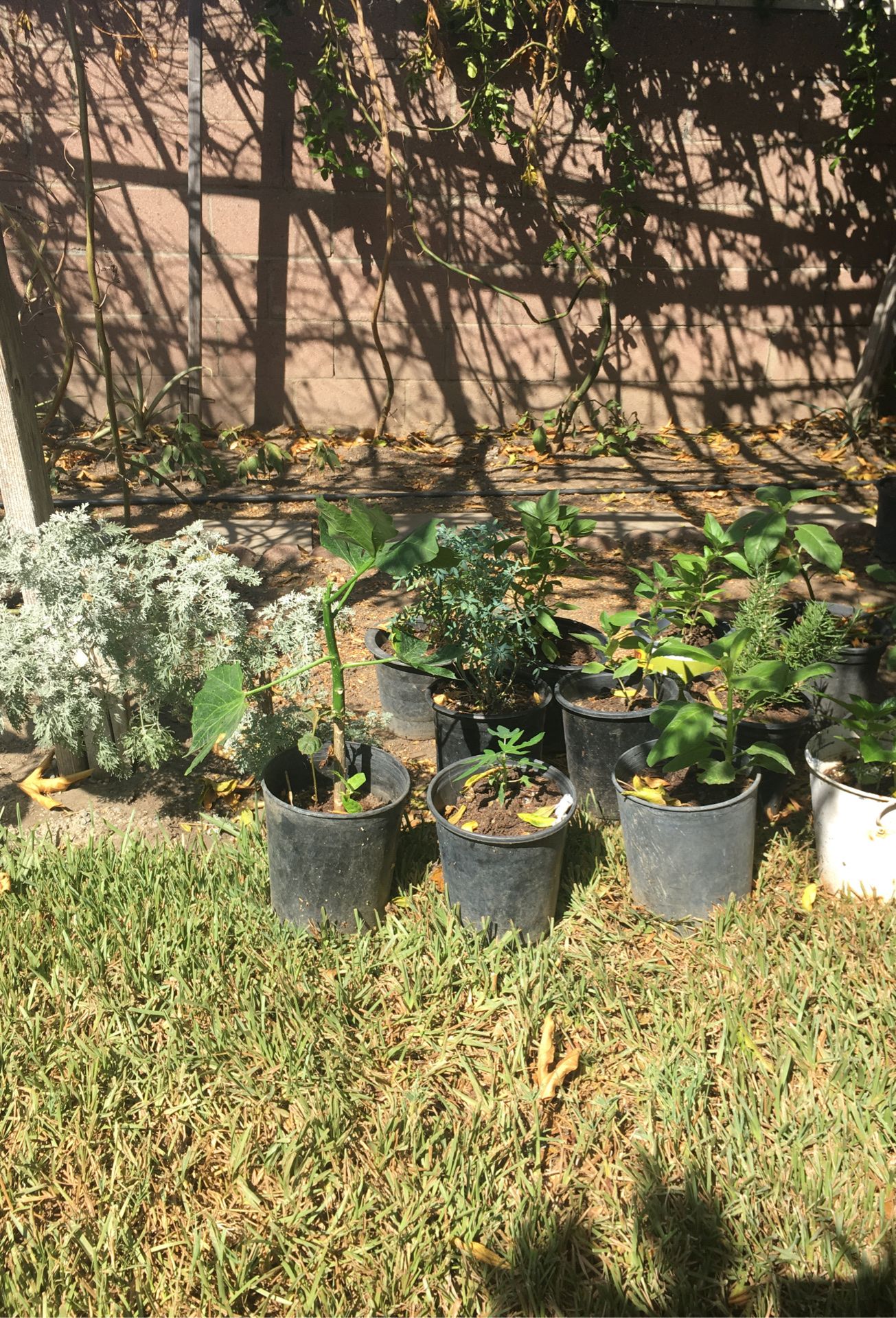 Plant as medicinales . chaya, romero, ruda, achitaba, chipilin, maracuya