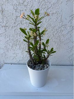 Crown of Thorns multicolor