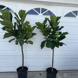 Fiddle Leaf Fig 150$ Each