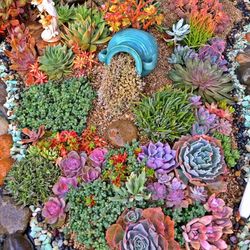 Succulents 