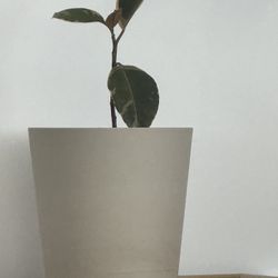 Variegated Rubber Plant With Pot