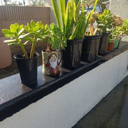 Plantas