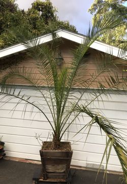 Queen palms in pot decorative