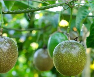 LILIKOI PASSION FRUIT