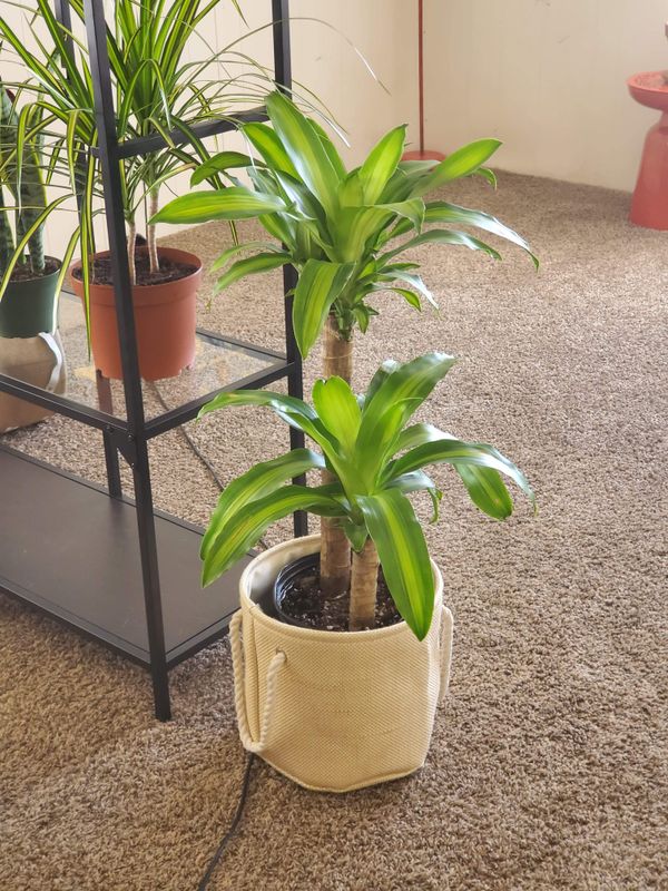 Mass cane plant for Sale in Victorville, CA OfferUp