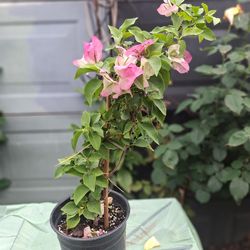 Bougainvillea Flower
