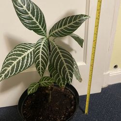 Zebra Plant