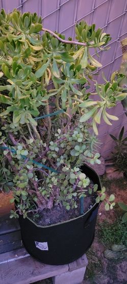Succulent Plant With 3 Kinds In One Pot