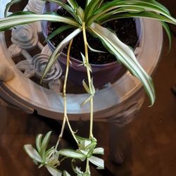 Spider Plant 