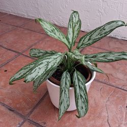 GREEN AND WHITE LEAF 🍃 PLANT 🪴 