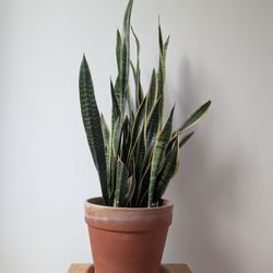 Large Sansevieria Laurentii