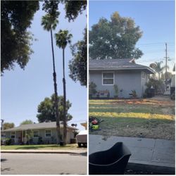 Need Your Palms Or Trees Trimmed Or Removed?