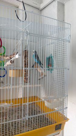 Cage & bird