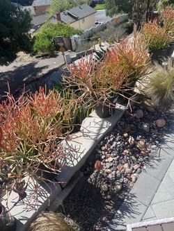 Plants