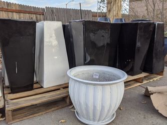 10/24/20 - It's as Simple as Black & White: Plants and Pots for Sale