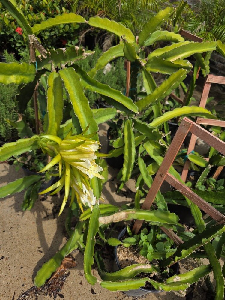 Plants Fruit Dragon Red Cactus 5gallon