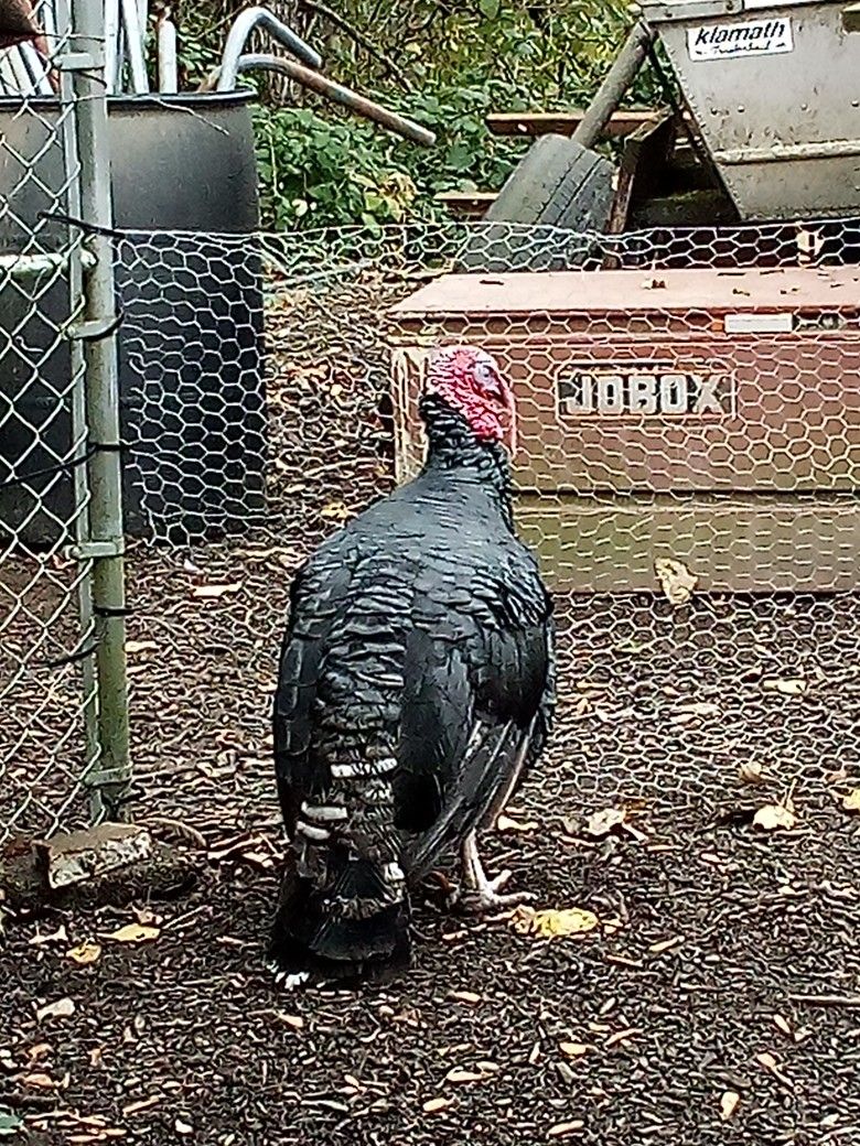 Jobox...Locking Steel Tool Box