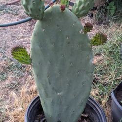 Planta De Nopal 