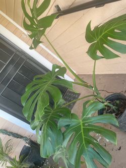 Big Monstera Delisiosa Plant