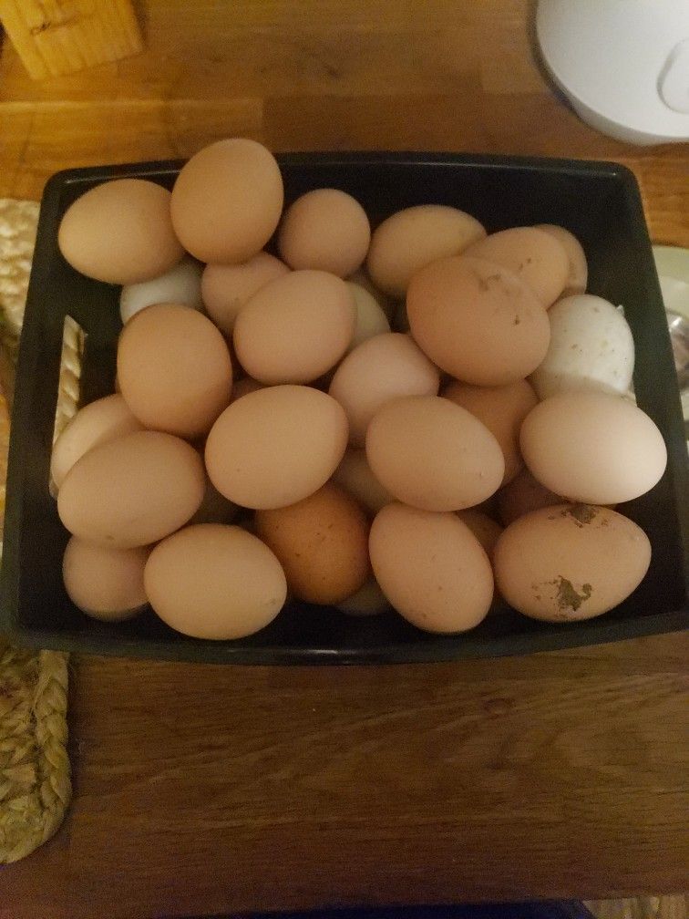 Chickens And Duck Egges FRESH