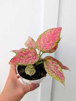 Aglaonema Valentina Plant 4" Pot - Indoor House Plants