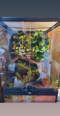 Gecko enclosure