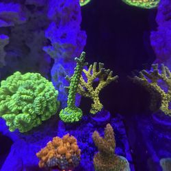 SPS Coral