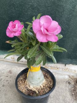 Desert Rose Double Flower Bonsai Plant, In 1 Gallón Pot Pick Up Only