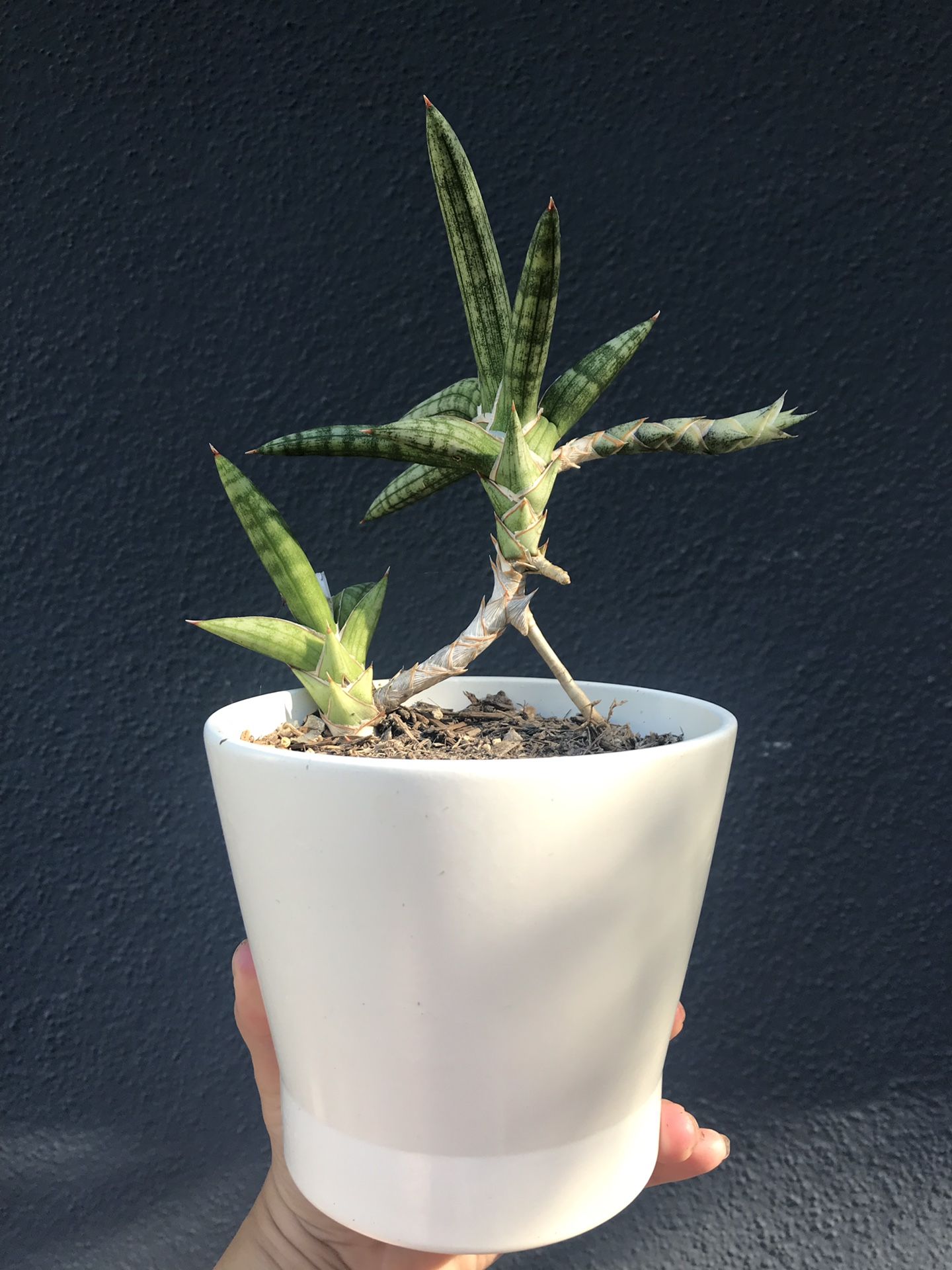 Rare Sansevieria Suffruticosa "Frosty Spears" bonsai style