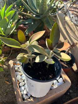 Rare cactus plants
