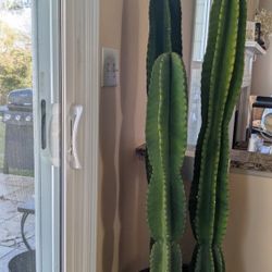 Cactus "Cereus Jamaracu" or "Peruvian" 36in, 44,5in, 46in, Sold Separately, price different 
