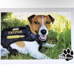ORIGINAL POSTCARD Famous DOG PATRON Minesweeper dog War Ukraine 2022