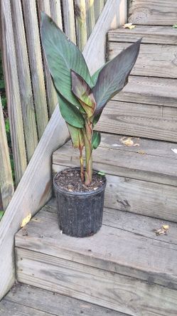 Ready To Bloom- Canna Lilies 3 FOR 40