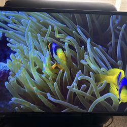 VIZIO 32” Television With Wall mount 