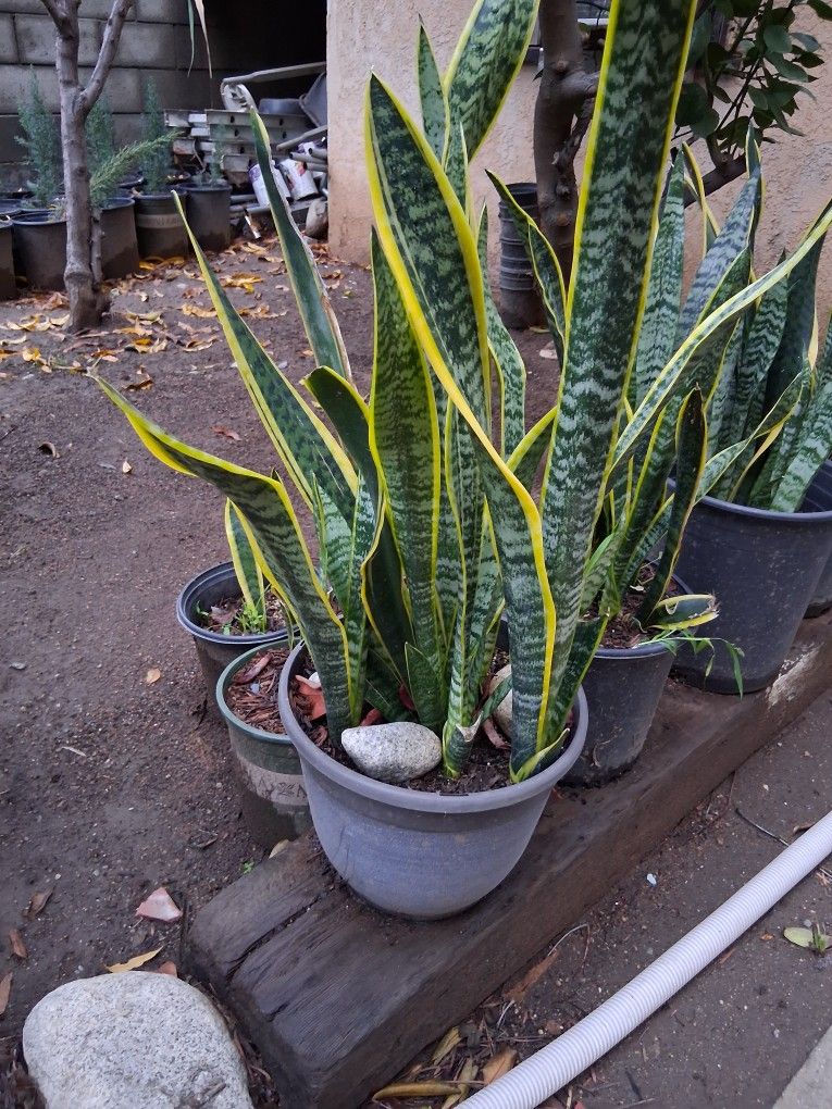 Snake Plants