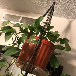 Beautiful custom made plant hangers  (see pics)