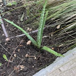 Small Aloe Vera Plant