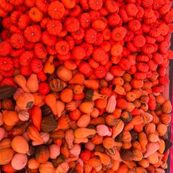 Miniature Pumpkins And Gourds
